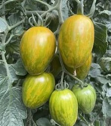 Насіння томату Корваліс F1, п.о. 250 насінин (Spark Seeds)