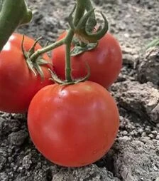 Семена томата F155 F1, п.е. 250 семян (Spark Seeds)