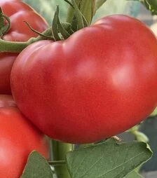 Насіння томату Фаєр F1, п.о. 250 насінин (Spark Seeds)