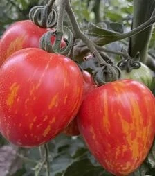 Насіння томату Філадельфія F1, п.о. 250 насінин (Spark Seeds)