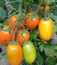 Семена томата Пальмира F1, п.е. 250 семян (Breeding Seeds)