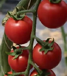 Насіння томату Сакура F1, п.о. 250 насінин (Enza Zaden)