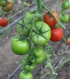 Семена томата Партовая F1, п.е. 250 семян (Seminis)