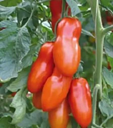 Насіння томату Позано F1, п.о. 250 насінин (Enza Zaden)