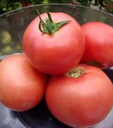 Семена томата ОП-2 F1, п.е. 250 семян (Hazera)