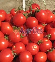 Семена томата Солероссо F1, п.е. 5 тыс. семян (Nunhems)