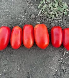 Насіння томату Драй F1, п.о. 5 тис. насінин (Spark Seeds)