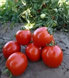 Семена томата Асвон F1, п.е. 5 тыс. семян (Kitano Seeds)
