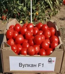 Семена томата Вулкан F1, п.е. 5 тыс. семян (Nunhems)