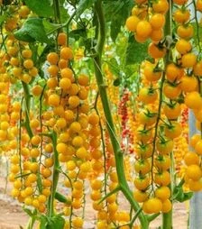 Насіння томату Віцере F1, п.о. 50 насінин (Esasem)