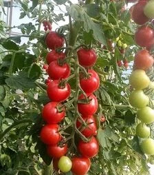 Семена томата Рианна F1, п.е. 50 семян (Sakata)