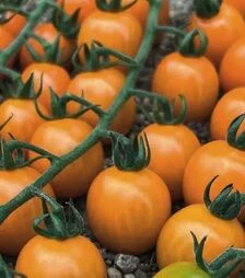 Семена томата Оранбелло F1, п.е. 50 семян (Esasem)
