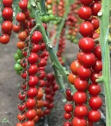 Семена томата Деличчио F1, п.е. 50 семян (Hazera)