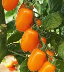 Семена томата Фантино F1, п.е. 50 семян (Sakata)