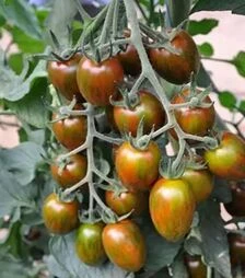 Семена томата Криспина Плюм F1, п.е. 50 семян (Esasem)