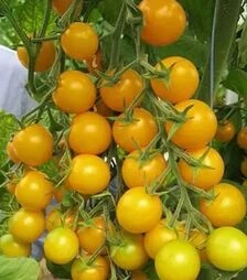 Семена томата Стар Голд F1, п.е. 50 семян (Esasem)