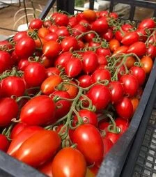 Семена томата Саморы F1, п.е. 50 семян (Esasem)