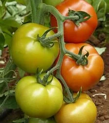 Семена томата Саннерин F1, п.е. 500 семян (Syngenta)