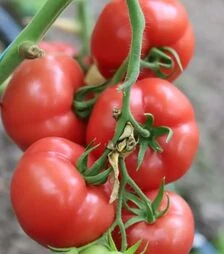 Насіння томату Розонет F1, п.о. 500 насінин (Syngenta)