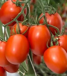 Семена томата Бакалар F1, п.е. 500 семян (Syngenta)