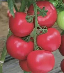 Семена томата Пинк Импрешен F1, п.е. 500 семян (Sakata)