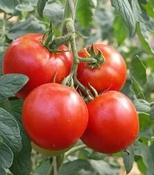 Семена томата Президент II F1, п.е. 500 семян (Seminis)