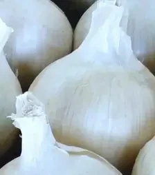 Насіння ріпчатої цибулі Авалон, 1 кг (Moravoseed)