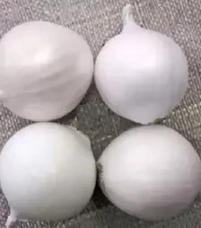 Насіння ріпчатої цибулі Агостана, 500 г (Semo)