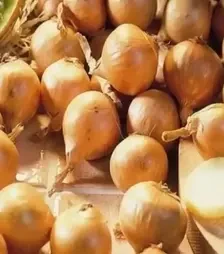 Насіння ріпчатої цибулі Аліце, 1 кг (Moravoseed)