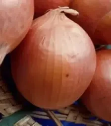 Насіння ріпчатої цибулі Банко, п.о. 250 тис. насінин (Syngenta)