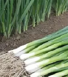 Семена лука батун Кайгаро F1, п.е. 50 тыс. семян (Enza Zaden)