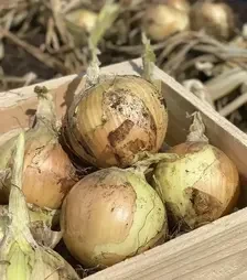 Насіння ріпчатої цибулі Венера F1, п.о. 10 тис. насінин (Libra Seeds)