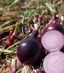 Насіння ріпчатої цибулі Дарко F1, п.о. 50 тис. насінин (Syngenta)