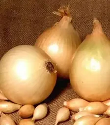 Насіння ріпчатої цибулі Халіф, 500 г (Nasko)