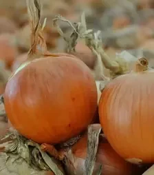 Насіння ріпчатої цибулі Скапіно F1, п.о. 250 тис. насінин (Hazera)