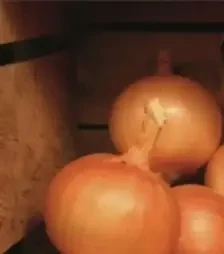 Насіння ріпчатої цибулі Валентіно F1, п.о. 250 тис. насінин (Hazera)