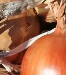 Насіння ріпчатої цибулі Легасі, п.о. 250 тис. насінин (Libra Seeds)