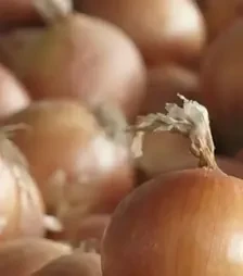 Насіння ріпчатої цибулі Діско F1, п.о. 50 тис. насінин (Syngenta)