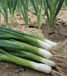 Насіння цибулі порей Страда, 1 кг (Moravoseed)