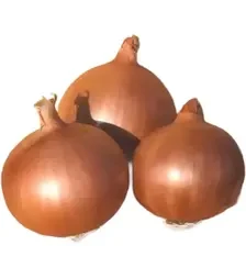 Насіння ріпчатої цибулі Дерек F1, п.о. 250 тис. насінин (Hazera)