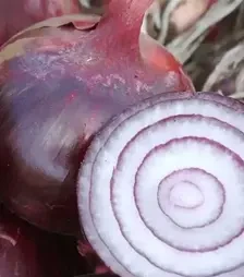 Насіння ріпчатої цибулі Ройо Дуро F1, п.о. 250 тис. насінин (Libra Seeds)