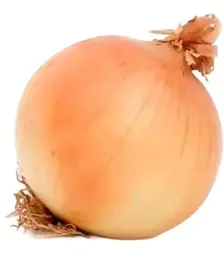 Насіння ріпчатої цибулі Саратога F1, п.о. 250 тис. насінин (Hazera)