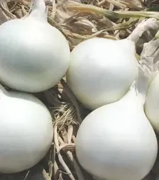 Семена репчатого лука Айсперл F1, п.е. 250 тыс. семян (Айсперл F1)