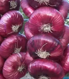 Насіння ріпчатої цибулі Ялтинська, 1 кг (Ялтинська)