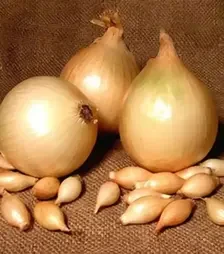 Насіння ріпчатої цибулі Халіф, п.о. 10 тис. насінин (Халіф)