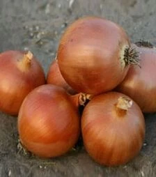 Семена репчатого лука Аруба F1, п.е. 250 тыс. семян (Sakata)