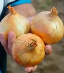 Насіння ріпчастої цибулі Балстар F1, 1 кг (Seminis)