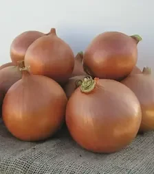 Насіння ріпчастої цибулі Бріджер F1, п.о. 250 тис. насінин (Bejo)