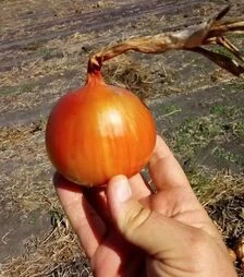 Насіння ріпчастої цибулі Каліпсо F1, п.о. 250 тис. насінин (Libra Seeds)