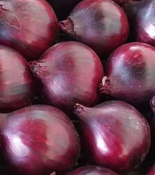 Насіння ріпчастої цибулі Магнате F1, п.о. 250 тис. насінин (Moravoseed)